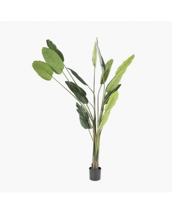 Fausse plante Strelizia